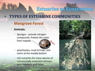• TYPES OF ESTUARINE COMMUNITIES
Mangrove Forest
Animals:
Sponges – provide nitrogen
compounds. Protect the roots
from isopods
polychaetes, mud shrimps, and
clams at the muddy bottom
rich nurseries for many species of
commercially important shrimps,
spiny lobsters, and fishes
 