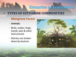 • TYPES OF ESTUARINE COMMUNITIES
Mangrove Forest
Animals:
Birds, snakes, frogs,
lizards, bats & other
land animals
Detritus are broken
down by bacteria
 