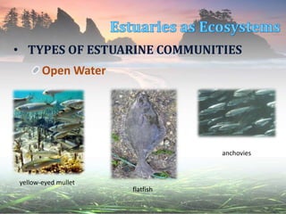 • TYPES OF ESTUARINE COMMUNITIES
Open Water
yellow-eyed mullet
flatfish
anchovies
 