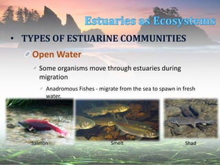 • TYPES OF ESTUARINE COMMUNITIES
Open Water
Some organisms move through estuaries during
migration
Anadromous Fishes - migrate from the sea to spawn in fresh
water.
Salmon Smelt Shad
 