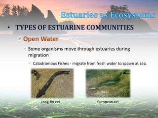 • TYPES OF ESTUARINE COMMUNITIES
Open Water
Some organisms move through estuaries during
migration
Catadromous Fishes - migrate from fresh water to spawn at sea.
European eelLong-fin eel
 