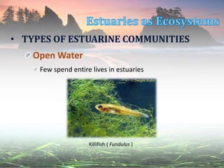 • TYPES OF ESTUARINE COMMUNITIES
Open Water
Few spend entire lives in estuaries
Killifish ( Fundulus )
 