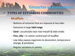 • TYPES OF ESTUARINE COMMUNITIES
Mudflats
Bottoms of estuaries that are exposed at low tides
Extensive in large tidal range
Sand - accumulate near river mouth & tidal creeks
Fine, silty – in calmer central part of mudflat
Low tides expose organisms to dessication, temperature
change, & predation
Regular variations in salinity
 