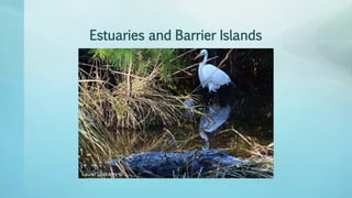 Estuaries and Barrier Islands
 