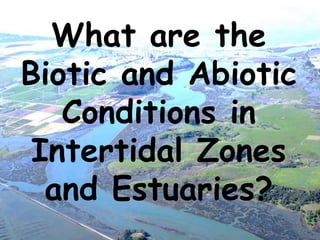What are the
Biotic and Abiotic
Conditions in
Intertidal Zones
and Estuaries?
 