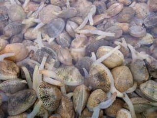 What are the Biotic and Abiotic Conditons in estuaries and intertidal ...