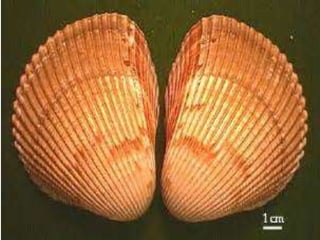 What are the Biotic and Abiotic Conditons in estuaries and intertidal ...