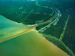 What are the Biotic and Abiotic Conditons in estuaries and intertidal ...