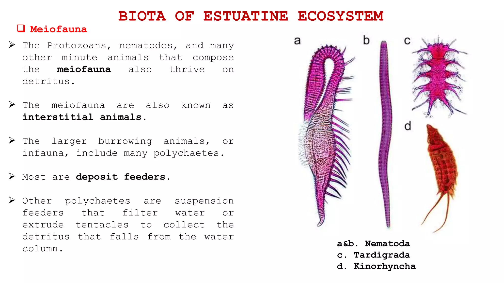  The Protozoans, nematodes, and many
other minute animals that compose
the meiofauna also thrive on
detritus.
 The meiofauna are also known as
interstitial animals.
 The larger burrowing animals, or
infauna, include many polychaetes.
 Most are deposit feeders.
 Other polychaetes are suspension
feeders that filter water or
extrude tentacles to collect the
detritus that falls from the water
column.
 Meiofauna
BIOTA OF ESTUATINE ECOSYSTEM
a&b. Nematoda
c. Tardigrada
d. Kinorhyncha
 
