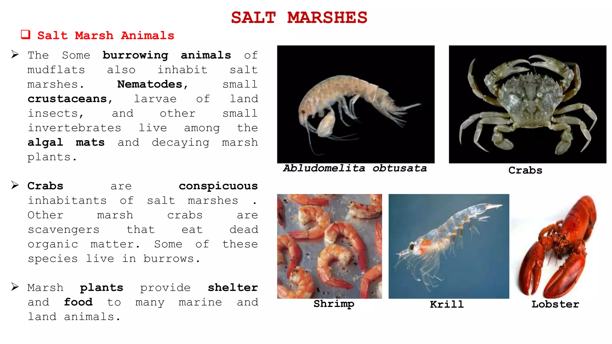 SALT MARSHES
 Salt Marsh Animals
 The Some burrowing animals of
mudflats also inhabit salt
marshes. Nematodes, small
crustaceans, larvae of land
insects, and other small
invertebrates live among the
algal mats and decaying marsh
plants.
 Crabs are conspicuous
inhabitants of salt marshes .
Other marsh crabs are
scavengers that eat dead
organic matter. Some of these
species live in burrows.
 Marsh plants provide shelter
and food to many marine and
land animals.
Abludomelita obtusata Crabs
LobsterKrillShrimp
 