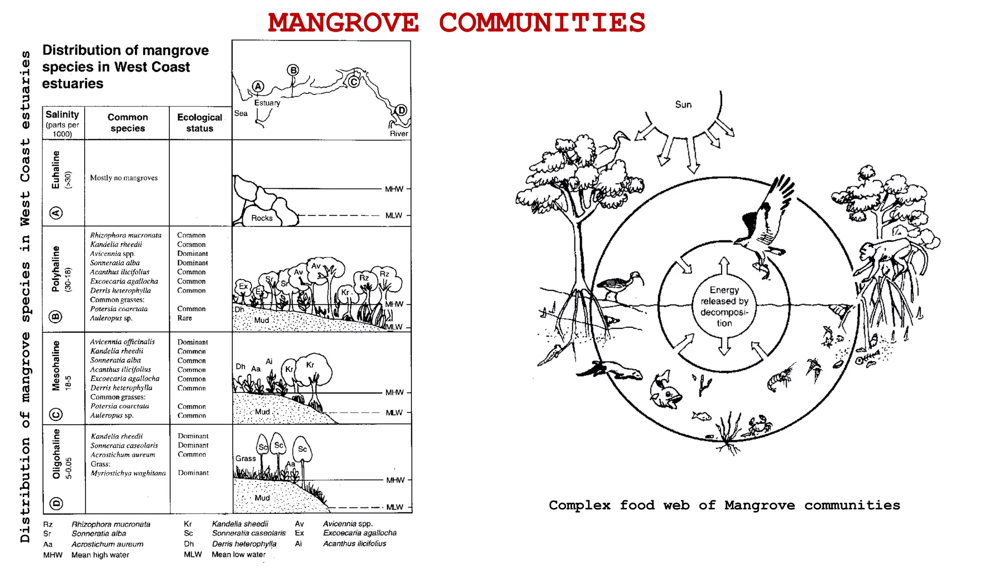 MANGROVE COMMUNITIESDistributionofmangrovespeciesinWestCoastestuaries
Complex food web of Mangrove communities
 