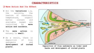  All the variations i.e,
the salinity, the
texture of substrate,
temperature, organic
matter content and
available oxygen are
controlled by wave
action and currents.
 The wave action in
estuary is small.
 As a result, there is
deposition of fine
sediments and
development of rooted
plants.
 Wave Action And Its Effect
CHARACTERISTICS
Deposition of fine sediments as tidal sand
banks and development of rooted plants
 
