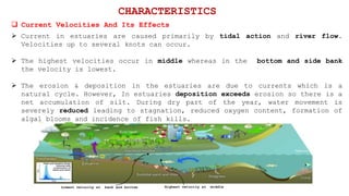  Current in estuaries are caused primarily by tidal action and river flow.
Velocities up to several knots can occur.
 The highest velocities occur in middle whereas in the bottom and side bank
the velocity is lowest.
 The erosion & deposition in the estuaries are due to currents which is a
natural cycle. However, In estuaries deposition exceeds erosion so there is a
net accumulation of silt. During dry part of the year, water movement is
severely reduced leading to stagnation, reduced oxygen content, formation of
algal blooms and incidence of fish kills.
 Current Velocities And Its Effects
CHARACTERISTICS
Lowest velocity at bank and bottom Highest velocity at middle
 