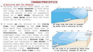  Salinity also varies with depth in the
estuary. The salty seawater is more dense
and stays on the bottom. It flows in
along the bottom in what is frequently
known as a salt wedge. Meanwhile, the
fresher, less dense water from the river
flows out on the surface.
 It moves up the estuary on the rising
tide, then recedes as the tide falls.
This means that organisms that stay in
one place are faced with dramatic
fluctuations in salinity. They are
submerged under the salt wedge at high
tide and under low-salinity water at low
tide. If the area has a diurnal tide, the
organisms are subjected to two shifts in
salinity every day: one as the tide moves
upstream and a second as it retreats. In
an estuary with semidiurnal tides,
salinity changes four times a day.
 Salinity And Its Effects
CHARACTERISTICS
At high tide the crab is covered
by water with a salinity of 35‰.
At low tide it is covered by water with
a low salinity, between 5‰ and 15‰.
 