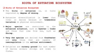  The biota of estuaries is, in turns
regulated by degree of mixing.
 Estuarine diversification is lower than
river or marine because of tremendous
variation in physical environment.
 Major species are restricted to the
estuarine situation, such as Oyester & Crabs
and those that come from sea, such as
Shrimp.
 Very few species are derived from freshwater
and only those that are capable of
osmoregulation in the saltier environment.
 Estuaries are nursery ground for vast number
of marine animals shrimps and crabs to
fishes.
 Biota of Estuarine Ecosystem
BIOTA OF ESTUATINE ECOSYSTEM
 