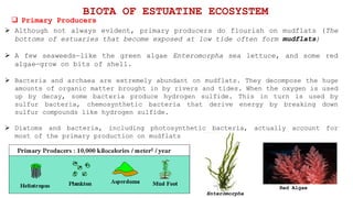  Although not always evident, primary producers do flourish on mudflats (The
bottoms of estuaries that become exposed at low tide often form mudflats)
 A few seaweeds—like the green algae Enteromorpha sea lettuce, and some red
algae—grow on bits of shell.
 Bacteria and archaea are extremely abundant on mudflats. They decompose the huge
amounts of organic matter brought in by rivers and tides. When the oxygen is used
up by decay, some bacteria produce hydrogen sulfide. This in turn is used by
sulfur bacteria, chemosynthetic bacteria that derive energy by breaking down
sulfur compounds like hydrogen sulfide.
 Diatoms and bacteria, including photosynthetic bacteria, actually account for
most of the primary production on mudflats
 Primary Producers
BIOTA OF ESTUATINE ECOSYSTEM
Enteromorpha
Red Algae
 