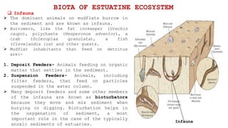  The dominant animals on mudflats burrow in
the sediment and are known as infauna.
 Burrowers, like the fat innkeeper (Urechis
caupo), polychaete (Hesperonoe adventor), a
crab (Scleroplax granulata), a fish
(Clevelandia ios) and other guests.
 Mudflat inhabitants that feed on detritus
are:-
1. Deposit Feeders- Animals feeding on organic
matter that settles in the sediment.
2. Suspension Feeders- Animals, including
filter feeders, that feed on particles
suspended in the water column.
 Many deposit feeders and some other members
of the infauna are known as bioturbators
because they move and mix sediment when
burying or digging. Bioturbation helps in
the oxygenation of sediment, a most
important role in the case of the typically
anoxic sediments of estuaries.
 Infauna
BIOTA OF ESTUATINE ECOSYSTEM
Infauna
 