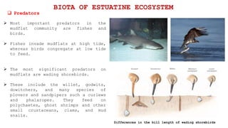  Most important predators in the
mudflat community are fishes and
birds.
 Fishes invade mudflats at high tide,
whereas birds congregate at low tide
to feed.
 The most significant predators on
mudflats are wading shorebirds.
 These include the willet, godwits,
dowitchers, and many species of
plovers and sandpipers such a curlews
and phalaropes. They feed on
polychaetes, ghost shrimps and other
small crustaceans, clams, and mud
snails.
 Predators
BIOTA OF ESTUATINE ECOSYSTEM
Differences in the bill length of wading shorebirds
 