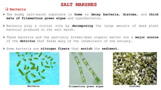SALT MARSHES
 Bacteria
 The muddy salt-marsh substrate is home to decay bacteria, diatoms, and thick
mats of filamentous green algae and cyanobacteria.
 Bacteria play a crucial role by decomposing the large amounts of dead plant
material produced in the salt marsh.
 These bacteria and the partially broken-down organic matter are a major source
of the detritus that feeds many of the inhabitants of the estuary.
 Some bacteria are nitrogen fixers that enrich the sediment.
filamentous green algae DiatomsBacteria
 