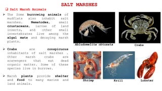 SALT MARSHES
 Salt Marsh Animals
 The Some burrowing animals of
mudflats also inhabit salt
marshes. Nematodes, small
crustaceans, larvae of land
insects, and other small
invertebrates live among the
algal mats and decaying marsh
plants.
 Crabs are conspicuous
inhabitants of salt marshes .
Other marsh crabs are
scavengers that eat dead
organic matter. Some of these
species live in burrows.
 Marsh plants provide shelter
and food to many marine and
land animals.
Abludomelita obtusata Crabs
LobsterKrillShrimp
 