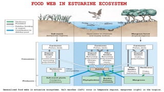 FOOD WEB IN ESTUARINE ECOSYSTEM
Generalized food webs in estuarine ecosystems. Salt marshes (left) occur in temperate regions, mangroves (right) in the tropics.
 