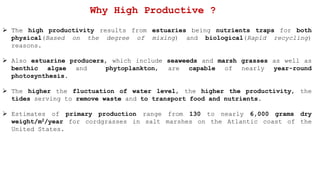  The high productivity results from estuaries being nutrients traps for both
physical(Based on the degree of mixing) and biological(Rapid recycling)
reasons.
 Also estuarine producers, which include seaweeds and marsh grasses as well as
benthic algae and phytoplankton, are capable of nearly year-round
photosynthesis.
 The higher the fluctuation of water level, the higher the productivity, the
tides serving to remove waste and to transport food and nutrients.
 Estimates of primary production range from 130 to nearly 6,000 grams dry
weight/m2/year for cordgrasses in salt marshes on the Atlantic coast of the
United States.
Why High Productive ?
 