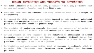 The human intrusion in marine wetlands, particularly in highly productive salt
marshes and mangrove forests, have been disastrous.
 Countless have been obliterated, and many surviving ones are in danger of
disappearing.
 All around the globe estuaries are being dredged to make marinas, artificial
harbors, and sea-ports. Others are filled to create everything from industrial
parks and urban development to garbage dumps.
 The dredging of navigation channels increases the exposure of estuaries to
wave action, which often results in the destruction of salt marshes.
 Another problem in some estuaries is the reduction or elimination of normal
freshwater input when rivers are dammed or diverted. Sediment input from
rivers is decreased so that erosion of sediments by tides is not re-
plenished. The opposite can also be a problem.
 Deforestation and agriculture brings about an increase in sediment, which in
estuaries like Chesapeake Bay, decreases water quality and increases
pollution.
HUMAN INTRUSION AND THREATS TO ESTUARIES
 