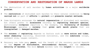  The destruction of salt marshes by human activities is a major worldwide
problem.
 The restoration of disturbed salt marshes to their natural condition is being
carried out as part of efforts to protect and preserve coastal wetlands.
 Some biologists encourage the natural regeneration of disturbed salt marshes,
but others prefer to accelerate recovery by replanting dominant species,
particularly cordgrass (Spartina ). For example, the University of Southern
Mississippi operates a nursery that grows salt marsh plants that are
transplanted in damaged marshes.
 The success of replanting depends on factors such as wave action and tides,
water chemistry (salinity, dissolved nutrients), and the substrate (slope,
sediment size, oxygen content).
 Recovery can take many years, and the length of the recovery period depends
on the degree of disturbance, environmental factors, and the relative
maturity of marshes. The more mature marshes take the longest to recover.
CONSERVATION AND RESTORATION OF MARSH LANDS
 