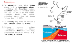  In Estuaries, the salty ocean
mixes with a freshwater river,
resulting in brackish water.
Brackish water is somewhat salty
but not as salty as the ocean.
Brackish water has higher
dissolve salts than of fresh
water. i.e, 0.5-35%.
 An estuary may also be called a
bay, lagoon, sound or slough.
 Estuary possess unique
ecological features and biotic
communities. Estuaries are most
productive system of world. e.g,
The Coast Of Kerala
Continue………
Diagram Showing Mixing Of Freshwater and
Saltwater and Formation Of Brackish Water
 