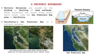  Tectonic Estuaries are caused by the
folding or faulting of land surfaces.
These estuaries are found along major
fault lines, like the San Francisco Bay
area in California.
 California’s San Francisco Bay is a
tectonic estuary.
2.TECTONIC ESTUARIES
San Francisco Bay
San Francisco Bay turns brown after nonstop storms:
Deposition Of Clay sized particles from 2 central rivers
 