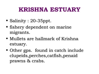 KRlSHNA ESTUARY
• Salinity : 20-35ppt.
• fishery dependent on marine
  migrants.
• Mullets are hallmark of Krishna
  estuary.
• Other gps. found in catch include
  clupeids,perches,catfish,penaid
  prawns & crabs.
 
