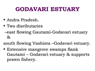 GODAVARI ESTUARY
• Andra Pradesh.
• Two disributaries
 –east flowing Gautami-Godavari estuary
  &
south flowing Vashista –Godavari estuary.
• Extensive mangrove swamps flank
  Gautami – Godavari estuary & supports
  prawn fishery.
 