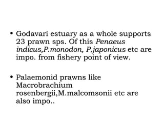 • Godavari estuary as a whole supports
  23 prawn sps. Of this Penaeus
  indicus,P.monodon, P.japonicus etc are
  impo. from fishery point of view.

• Palaemonid prawns like
  Macrobrachium
  rosenbergii,M.malcomsonii etc are
  also impo..
 