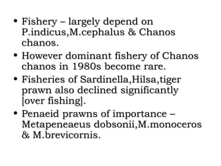 • Fishery – largely depend on
  P.indicus,M.cephalus & Chanos
  chanos.
• However dominant fishery of Chanos
  chanos in 1980s become rare.
• Fisheries of Sardinella,Hilsa,tiger
  prawn also declined significantly
  [over fishing].
• Penaeid prawns of importance –
  Metapeneaeus dobsonii,M.monoceros
  & M.brevicornis.
 