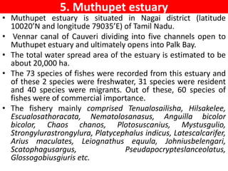 5. Muthupet estuary
• Muthupet estuary is situated in Nagai district (latitude
10020’N and longitude 79035’E) of Tamil Nadu.
• Vennar canal of Cauveri dividing into five channels open to
Muthupet estuary and ultimately opens into Palk Bay.
• The total water spread area of the estuary is estimated to be
about 20,000 ha.
• The 73 species of fishes were recorded from this estuary and
of these 2 species were freshwater, 31 species were resident
and 40 species were migrants. Out of these, 60 species of
fishes were of commercial importance.
• The fishery mainly comprised Tenualosailisha, Hilsakelee,
Escualosathoracata, Nematolosanasus, Anguilla bicolor
bicolor, Chaos chanos, Plotosuscanius, Mystusgulio,
Strongylurastrongylura, Platycephalus indicus, Latescalcarifer,
Arius maculates, Leiognathus equula, Johniusbelengari,
Scatophagusargus, Pseudapocrypteslanceolatus,
Glossogobiusgiuris etc.
 