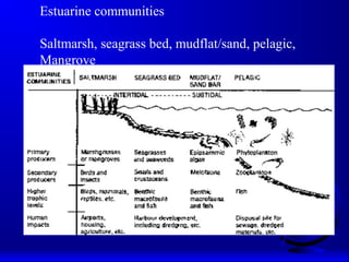 Estuarine communities
Saltmarsh, seagrass bed, mudflat/sand, pelagic,
Mangrove
 