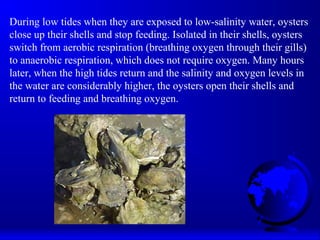 During low tides when they are exposed to low-salinity water, oysters
close up their shells and stop feeding. Isolated in their shells, oysters
switch from aerobic respiration (breathing oxygen through their gills)
to anaerobic respiration, which does not require oxygen. Many hours
later, when the high tides return and the salinity and oxygen levels in
the water are considerably higher, the oysters open their shells and
return to feeding and breathing oxygen.
 