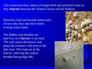 Like American shad, adapt to livingin both salt and fresh water as
they migrate between the Atlantic Ocean and the Hudson.
Barnacles feed and breathe underwater.
At low tide, they shut their shells
to keep water inside.
The fiddler crab breathes air
and lives in a burrow in the mud.
The crab enters the burrow and
plugs the entrance with mud as the
tide rises. This traps air in the
burrow, allowing the crab to
breathe during high tide.
 