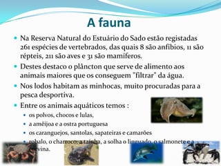 A fauna
 Na Reserva Natural do Estuário do Sado estão registadas
261 espécies de vertebrados, das quais 8 são anfíbios, 11 são
répteis, 211 são aves e 31 são mamíferos.
 Destes destaco o plâncton que serve de alimento aos
animais maiores que os conseguem "filtrar" da água.
 Nos lodos habitam as minhocas, muito procuradas para a
pesca desportiva.
 Entre os animais aquáticos temos :
 os polvos, chocos e lulas,
 a amêijoa e a ostra portuguesa
 os caranguejos, santolas, sapateiras e camarões
 robalo, o charroco, a taínha, a solha o linguado, o salmonete e a
corvina.
 