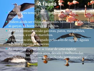 A fauna
 Entre as aves temos perna -longa,os alfaiates e
flamingos.
 Podem ainda ser vistas em grandes bandos os maçaricos,
as garças, os borrelhos e os pilritos.
 As aves aventureiras são gaivotas, patos, mergulhões,
mergansos, e corvos marinhos.
 O trono dos céus é ocupado pelas aves de rapina, águias
sapeiras e águias pesqueiras.
 As cegonhas apesar de se tratar de uma espécie
migradora, nos últimos anos, devido à melhoria das
condições climatéricas, tem preferido permanecer por
Portugal todo o ano.
 