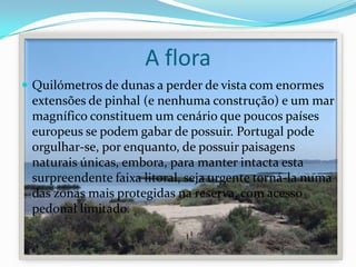A flora
 Quilómetros de dunas a perder de vista com enormes
extensões de pinhal (e nenhuma construção) e um mar
magnífico constituem um cenário que poucos países
europeus se podem gabar de possuir. Portugal pode
orgulhar-se, por enquanto, de possuir paisagens
naturais únicas, embora, para manter intacta esta
surpreendente faixa litoral, seja urgente torná-la numa
das zonas mais protegidas na reserva, com acesso
pedonal limitado.
 