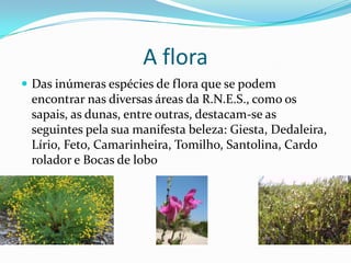 A flora
 Das inúmeras espécies de flora que se podem
encontrar nas diversas áreas da R.N.E.S., como os
sapais, as dunas, entre outras, destacam-se as
seguintes pela sua manifesta beleza: Giesta, Dedaleira,
Lírio, Feto, Camarinheira, Tomilho, Santolina, Cardo
rolador e Bocas de lobo
 
