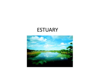 ESTUARY
 