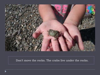 Don’t move the rocks. The crabs live under the rocks.
 