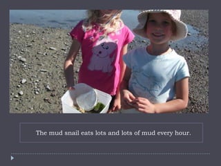 The mud snail eats lots and lots of mud every hour.
 