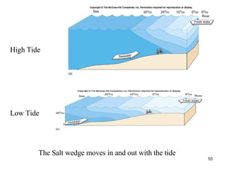 High Tide Low Tide The Salt wedge moves in and out with the tide 