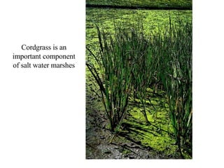 Cordgrass is an important component of salt water marshes 