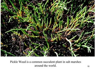 Pickle Weed is a common succulent plant in salt marshes around the world. 