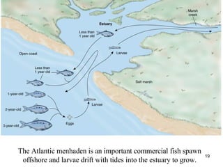 The Atlantic menhaden is an important commercial fish spawn offshore and larvae drift with tides into the estuary to grow. 