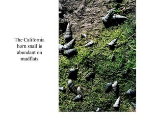 The California horn snail is abundant on mudflats 